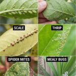 Can Garlic and Lemon Really Sharpen Your Vision? Simple Home Remedies That May Help