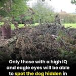 Potato Juice Power: A Natural Remedy for Dark Under-Eye Circles