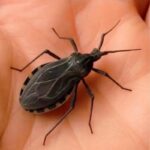 Bush vs. Healthy Tree: Why Structure Matters