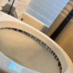 Correct Ways to Carry Your Cat