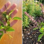 9 Vegetables That Grow Better If You Mist Them Instead of Watering