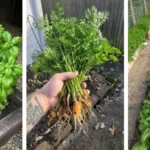 Ginger Has Unbelievable Power: It Can Help Treat These 12 Diseases