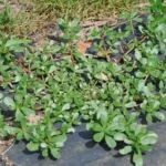 Humans depend on four vital necessities for survival