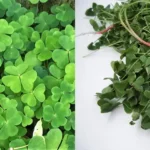 Rosemary Care in December: 6 Steps to Keep It Thriving All Winter